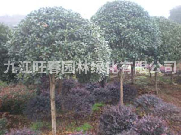 桂花